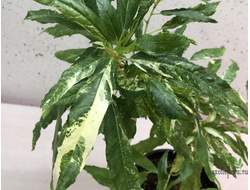 Ficus Racemosa White variegata / фикус ракемоза вариегатный белый