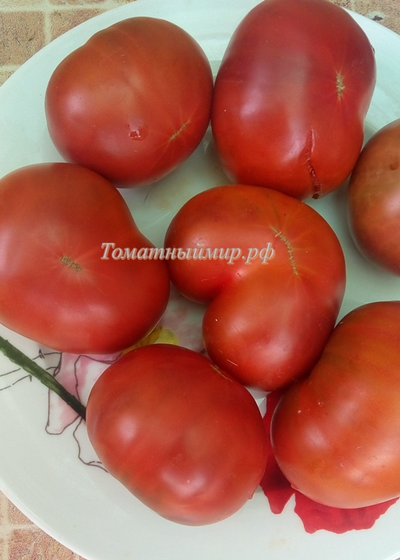 Томат Шоколадная амазонка (Amazon Chocolate, США)