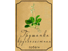 Грушанка круглолистная  побеги на развес 50 г