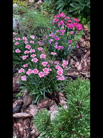 Гвоздика Чибо