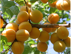 Абрикос обыкновенный Лель, C20