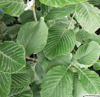Рябина Латесенс - Lutescens
