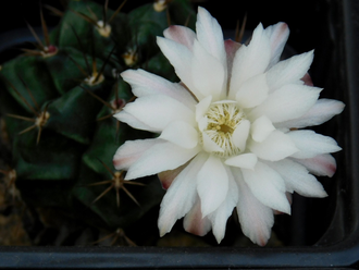 Gymnocalycium spec. VoS-37 - 10 семян