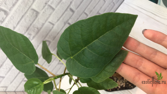 Ficus Palmeri (черенок укоренённый  ) / фикус Палмери