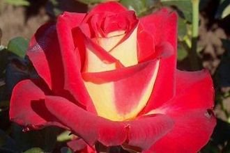 Френдшип (Friendship), Ч/Г, Meilland