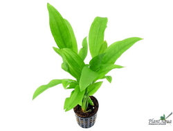 Эхинодорус Перуэнсис (пластиковый горшок)