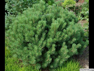 Сосна горная Гном Финдлинг - Gnom Findling