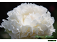 Paeonia Mrs J.V.Edlund