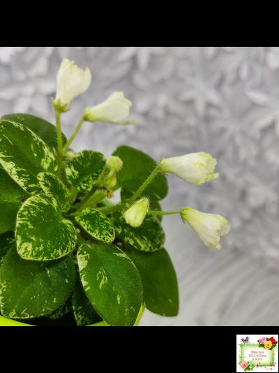 Н-Каламбур (Н. Бердикова) 2016 трейлер