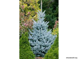 Ель колючая Глаука - фото на участке - красовский-сад.рф