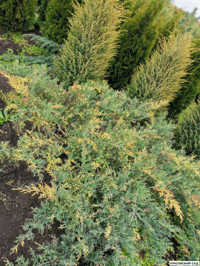 Можжевельник Блю энд Голд - Blue and Gold