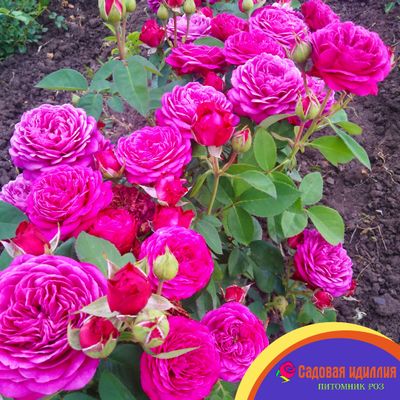 Хайди Клум (Heidi Klum)