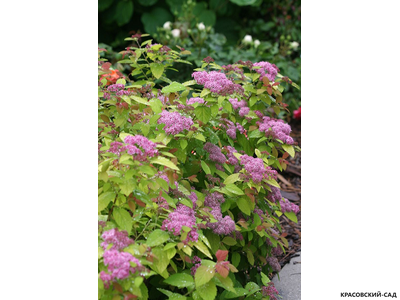 Спирея японская Дабл Плей Биг Бонг