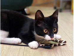 Котята ищут дом