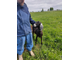 Купить дойную нубийскую козу с племенного хозяйства | ферма СытникЪ