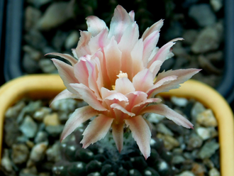 Thelocephala malleolata JN 691 - 10 семян