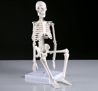 Макет &quot;Скелет человека&quot; 45см, 12 см × 12 см × 45 см