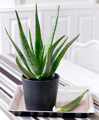 Aloe Vera