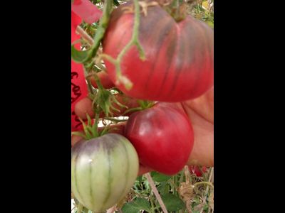 Томат KAS-21, Польша