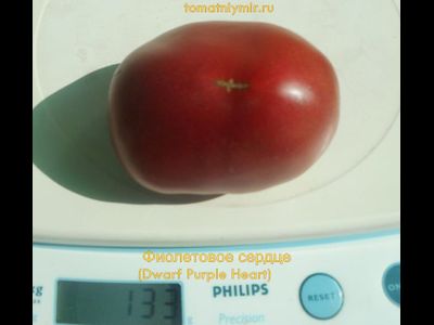 Томат Гном Фиолетовое Сердце (Dwarf Purple Heart )