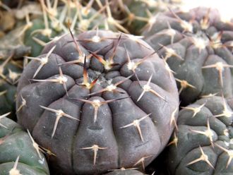 Gymnocalycium riojense VG-689 (D=25-30mm)