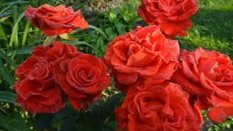 Эль торо (El Toro), Ч/Г   Kern Rose Nursery