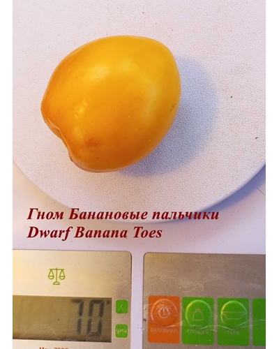 Томат гном Банановые пальчики (Banana Toes Tomato)
