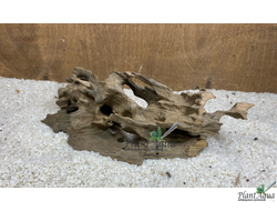 Коряга Мангровая Дракон ML (20-35см)