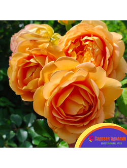 Грэхам Томас (Graham Thomas)