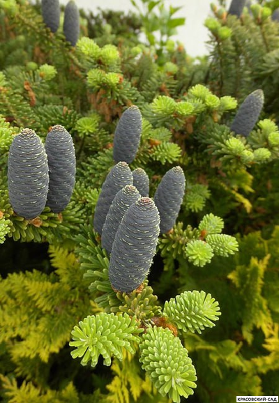 Пихта корейская Тундра - фото хвои - красовский-сад.рф