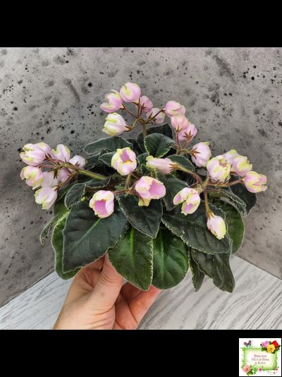 ЛЕ-Ландыши (Е. Лебецкая) 2020 г. (пестролистный лонг)