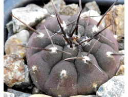 Gymnocalycium bruchii v. niveum VG 536