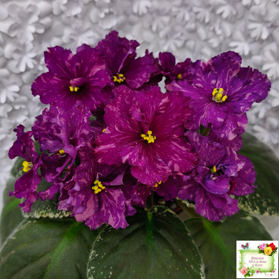 РМ-Финикийская Принцесса (Н. Скорнякова) 2023 г.