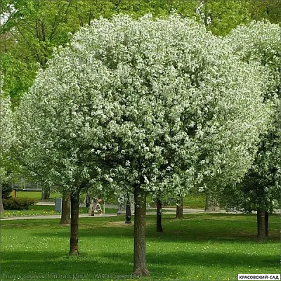 Вишня Убракулифера - Umbraculifera