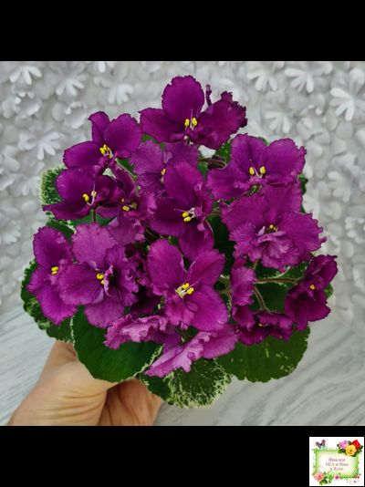 ЛЕ-Адреналин (Е. Лебецкая) 2020 г.