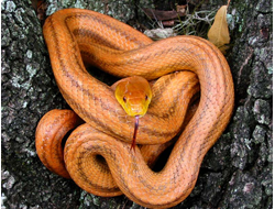 Полоз крысиный Росса Алена или лисий полоз или болотный полоз (Elaphe obsolete rossalleni)