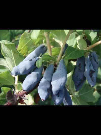 Амфора(жимолость), 2года ЗКС