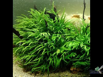 Папоротник Тридент на коряге