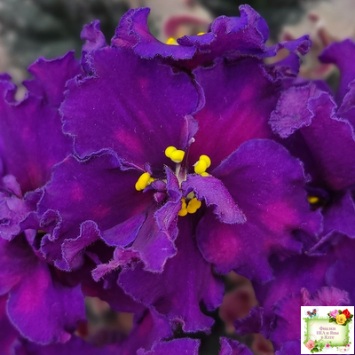 ВаТ-Тип-Топ (Т. Валькова) 2015 г. (лист посажен 04.02.26)