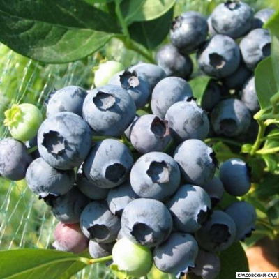 Голубика Каз Плишка - Kaz Pliszka