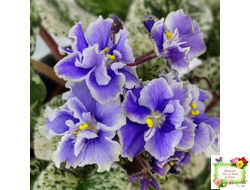 Shirl's Ruffled Petticoat (S. Sanders)