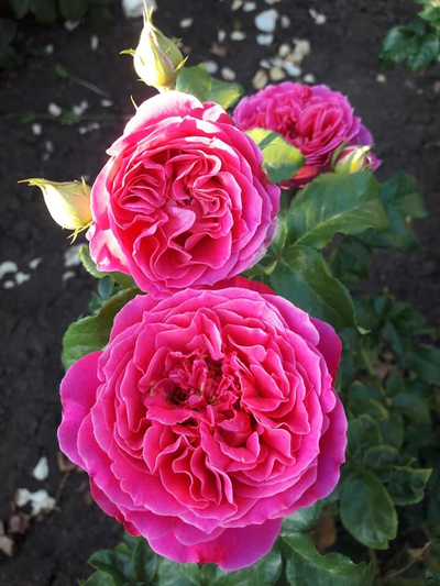 Роза Кейт (Kate), ОКС, Россия