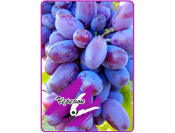 Байконур (укоренённый черенок)