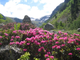 Рододендрон древесный (Rhododendron anthopogon), цветки, 1 г - 100% натуральное эфирное масло