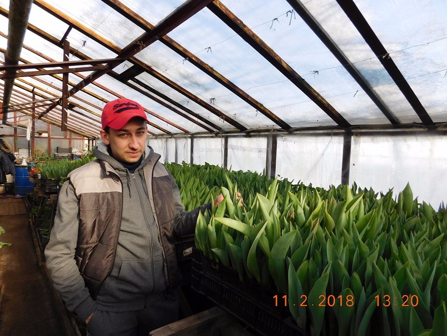 Скоро зацветут тюльпаны к 8 марта!