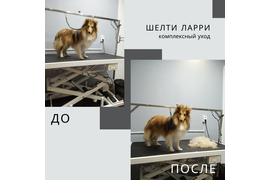 шелти ЛАРРИ