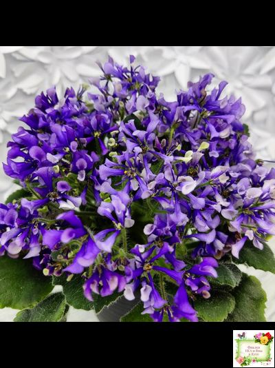 СК-Вьюнок (А.Кузнецов) (2 листа посажены в 1 стак. 24.01.26)