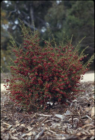 Борония крупнопестиковая (Boronia megastigma) абсолю