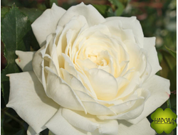 Роза плетистая "Аляска"