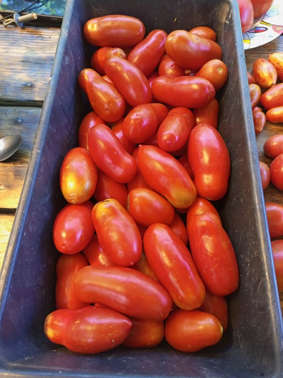 Томат Пальчики Мальвины